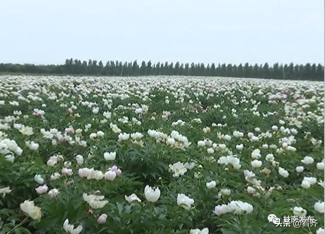 齐齐哈尔市甘南县兴隆乡：种植中草药，开出致富花