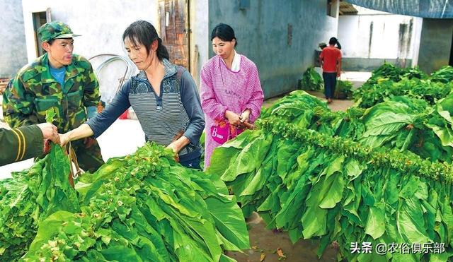 烤烟被冰雹损害，按一千块一亩赔偿，为何农民还是感叹今年亏了？