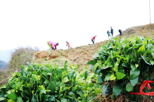 春季茶苗移栽该怎么做？如何提高茶树种植成活率？看完你就懂了