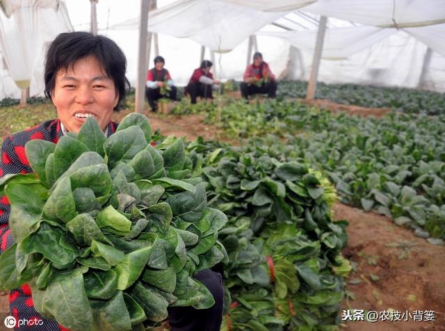  菠菜四季都可种植，掌握好这些播种管理要点，高产优收少不了