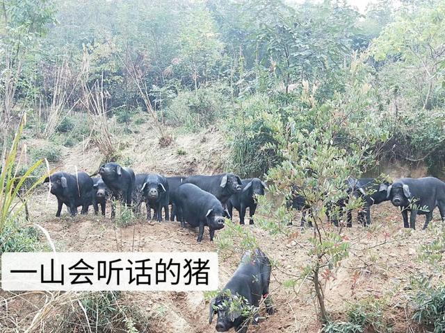 走，到石首桃花山第二届生态黑猪文化节看稀奇打年货去