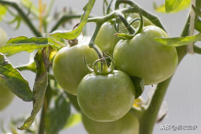 详细介绍大棚番茄高产、高品质种植技术，农户可以学一下