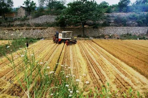 京郊长城下的水产养殖场，用山泉流水养虹鳟鱼