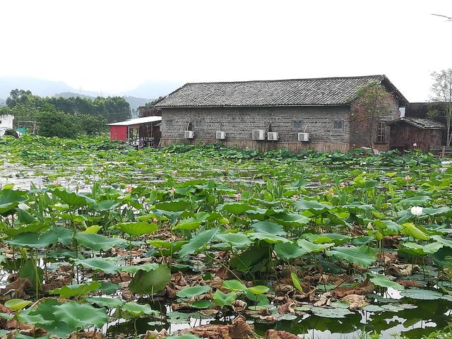 区志辉，站在龟王的肩膀上养名龟