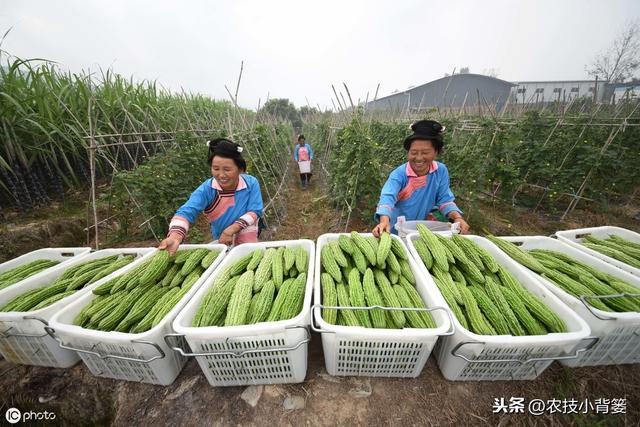 枯草芽孢杆菌用的好，在改良土壤、防治病害、作物增产是个宝