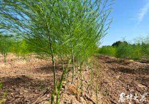 知了种植视频(农户发展知了猴“采摘”，芦笋地里也能“套种”)