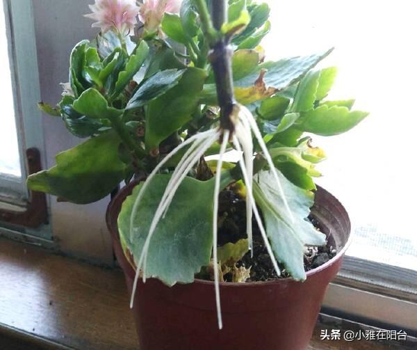 要养栀子花，一个枝条泡水里，10几天就长根，一年开花爆盆