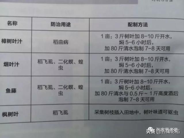 这几个秘诀可以防虫，不用任何农药，照样在农村种好庄稼