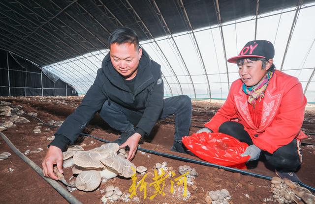 一朵蘑菇重60斤！济南食用菌特色农场种出“土黄金”