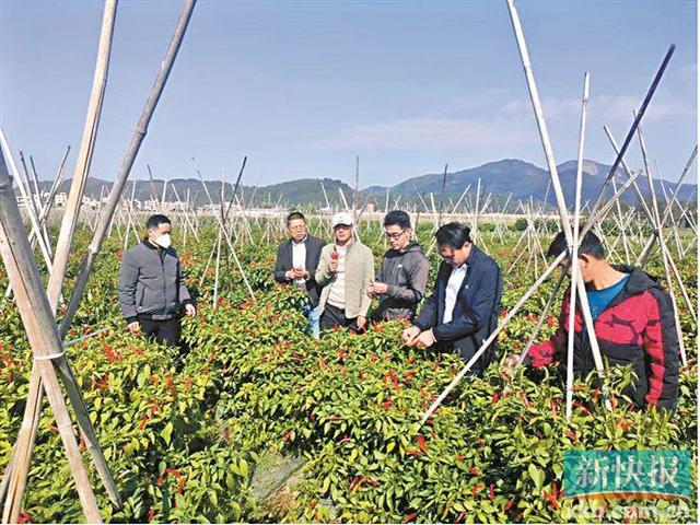 驻茂名市电白区树仔镇工作队：壮大村级合作社 推动农业产业化