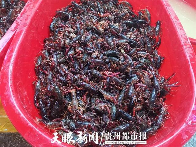 又到小龙虾季，贵阳市场的价格可以让我们实现小龙虾自由吗？