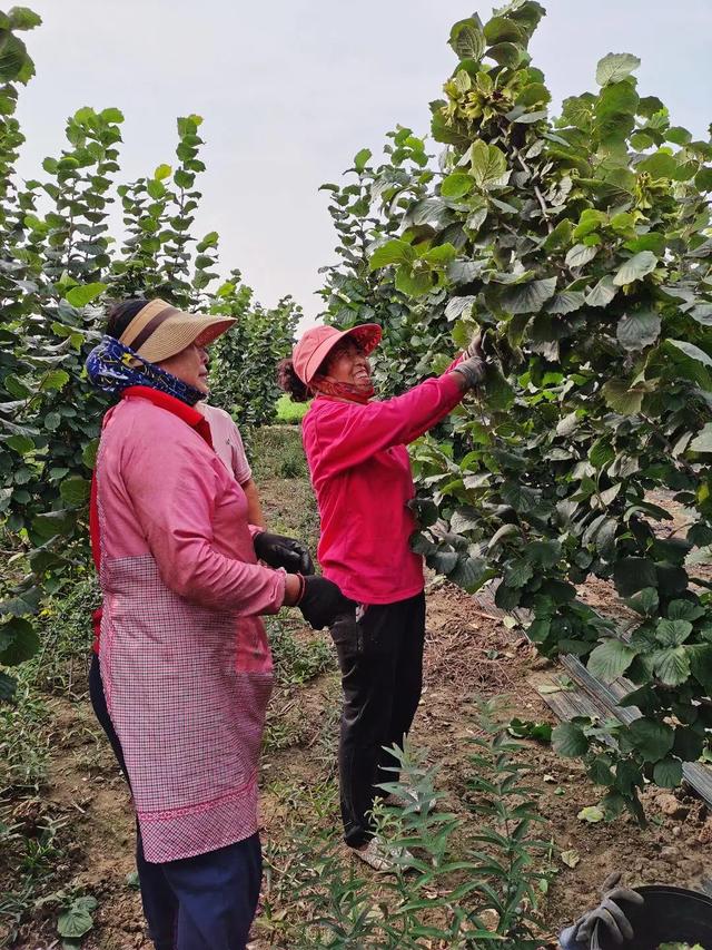 因地制宜调结构，辽阳冮官村大榛子种植结出“致富果”