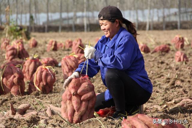 红薯如何栽培？老农教你“倒插苗”技术，薯块个大、产量高