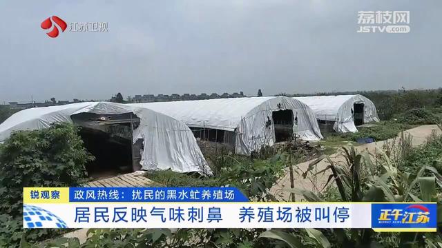 泰州兴化一黑水虻养殖场气味扰民 绿色生态项目为何“不环保”？