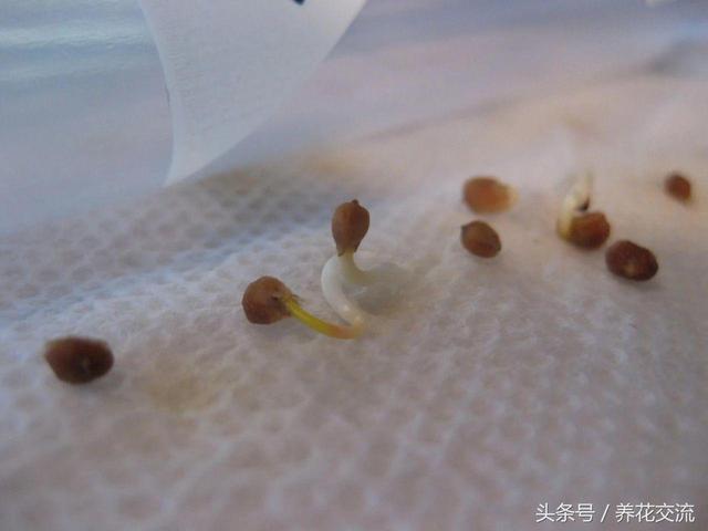 30多天种出不断开花结果的黄秋葵，用一个大花盆就能养好