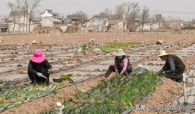 【春耕进行时】新集镇苗家村：不负春光播希望 蔬菜基地种植忙