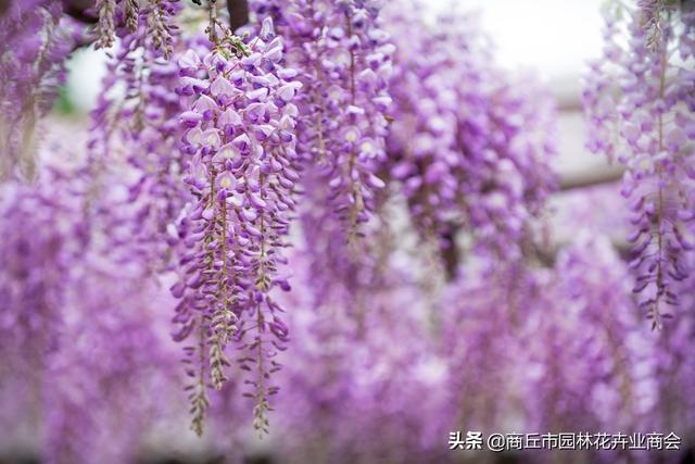 紫藤花一年能开几次，有啥影响因素？