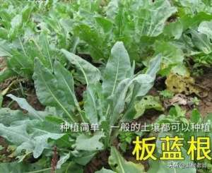 板蓝根的种植时间(板蓝根夏种高产技术)