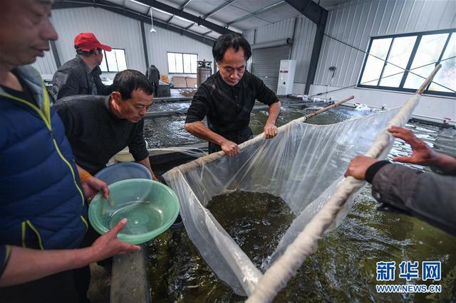 浙江湖州：春季“鱼苗工厂”销售旺