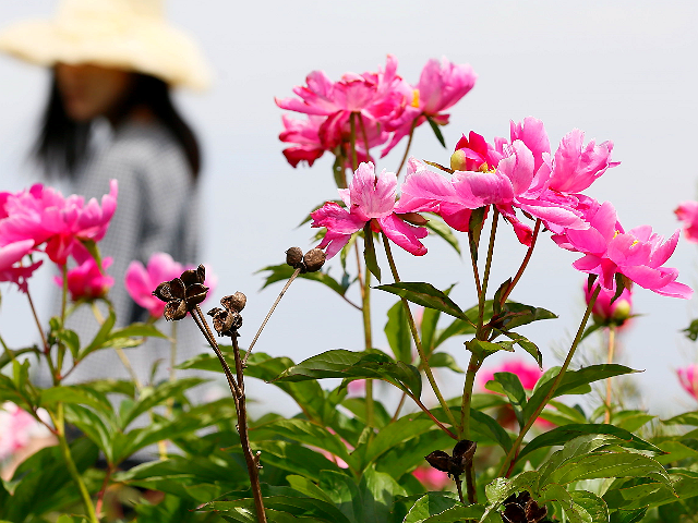 三农：如何科学繁殖芍药，种植芍药的方法有什么？