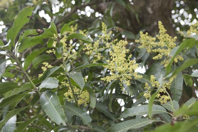 芒果花果巧管理，高产优质乐呵呵！怎么做？这样促花、壮花、疏果