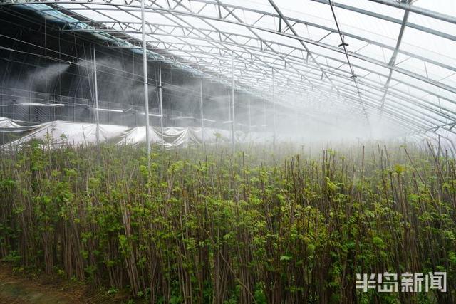 春日寻鲜｜大棚椿意闹，稚芽早争俏！这里的香椿从元旦前就开始采摘