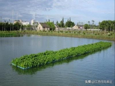 水蕹菜栽培前景如何？