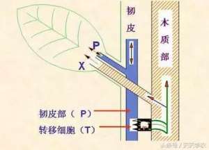 马水桔种植视频(柑橘这样环割：远离黄化、死树，不再杀敌一万自损三千)