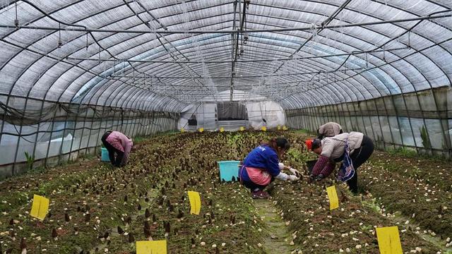 贵州毕节：春日农事忙 乡村产业兴