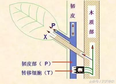 柑橘这样环割：远离黄化、死树，不再杀敌一万自损三千