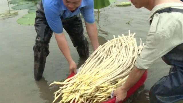 种植鲜销藕带900元每亩，投入产出比高？缺少这几个条件有风险