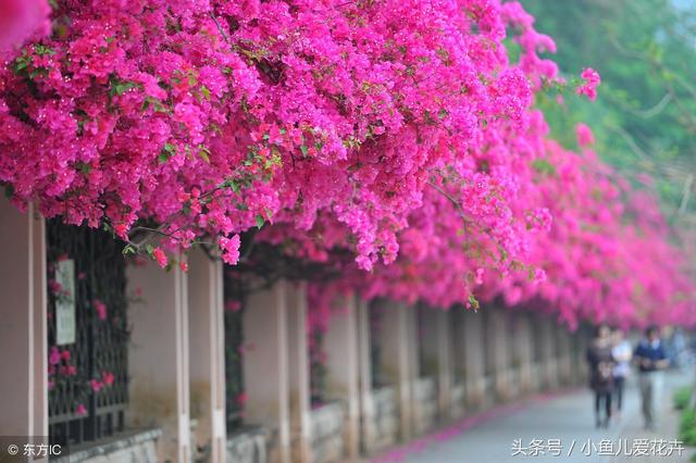 十几种花一年四季都可以种植，有水就能活，净化空气还能招财