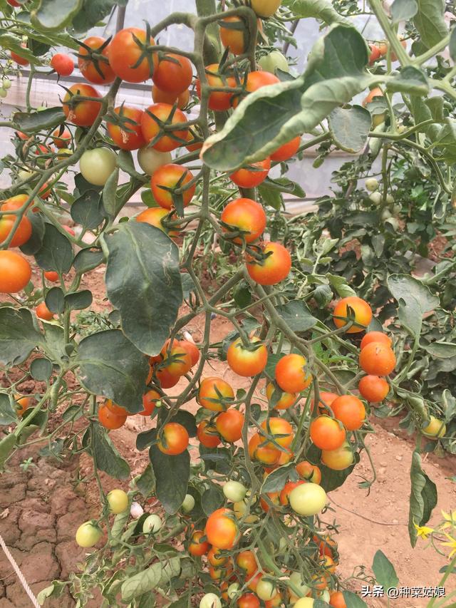 樱桃番茄怎么种？怎么整枝打杈，怎么浇水施肥，一亩种多少棵合适