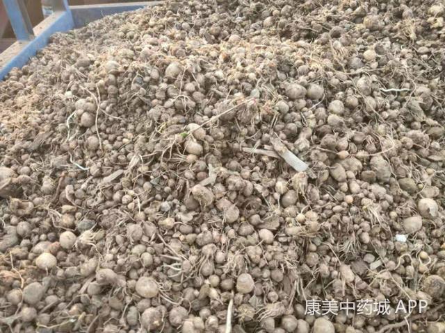 河北安国：旱半夏产新，种植户忙采收