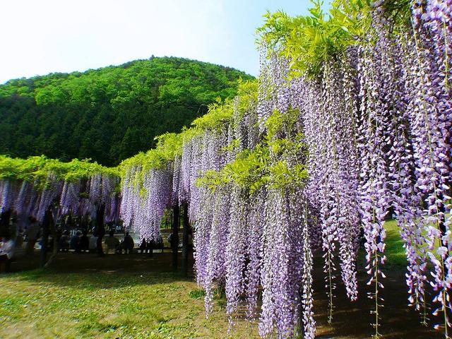 紫藤花养成盆景注意什么？怎么才能造型好，温馨飘逸？