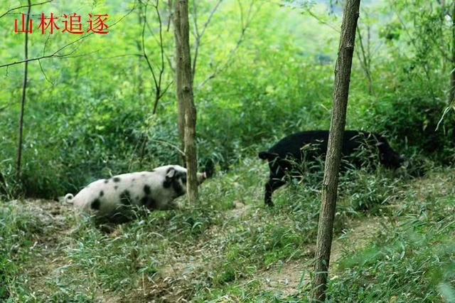 走，到石首桃花山第二届生态黑猪文化节看稀奇打年货去