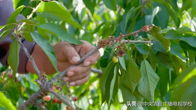 【田间示范秀】高招养麻羊 巧法种樱桃