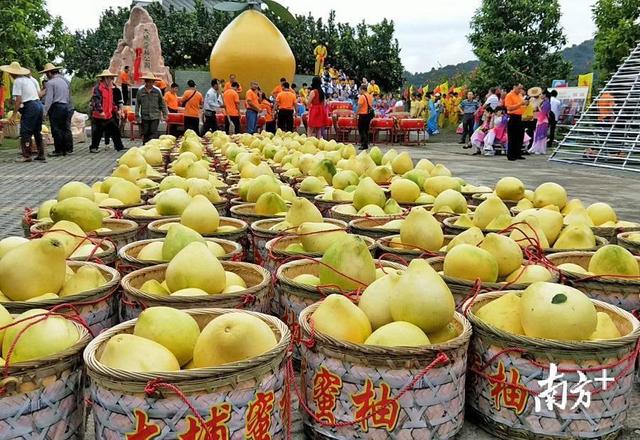 大埔：柚果飘香丰收季 农民晒出好年景