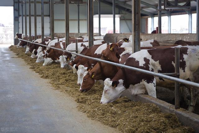 肉牛保健程序方案有哪些？育肥牛养殖技术和方法