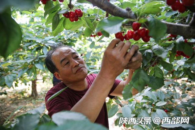 视频丨澄城樱桃大叔种樱桃十七八年：要把最好的东西呈现给消费者