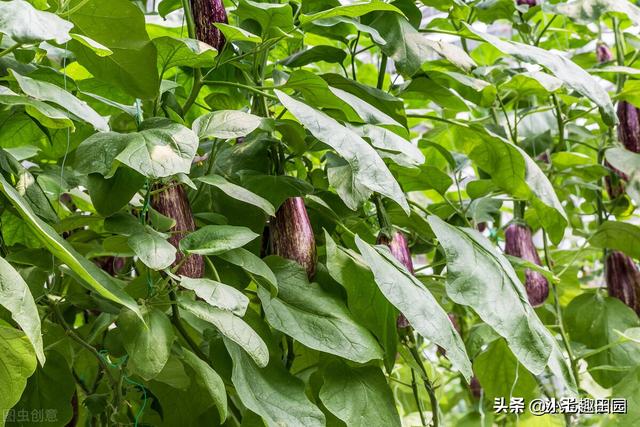 绿色高效蔬菜种植遵循的五大原则，生物多样性立体种植模式