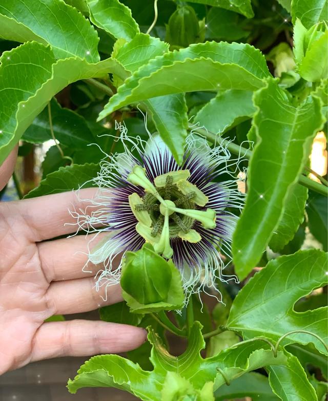 在家种植百香果的经验分享，保你硕果累累