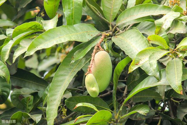 芒果的种植、管理和修剪技术