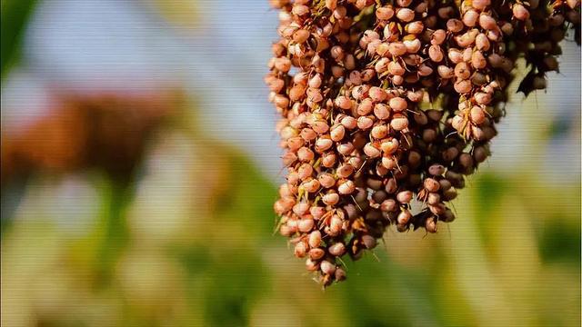 从土壤物质成分到“身世”线索，红缨子糯高粱如何成为酱酒原料？