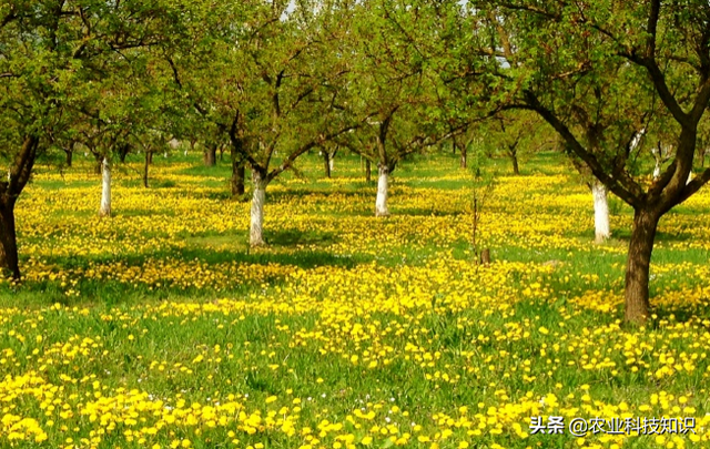 果园生草，选蒲公英，一举多得