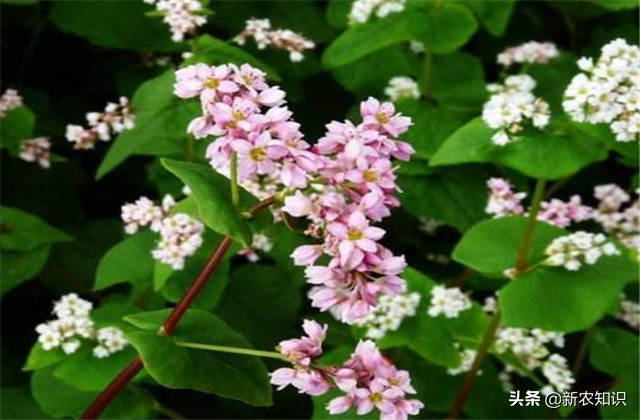 「种植致富新思路」荞麦种植要求及高产种植技术要点，看看不后悔