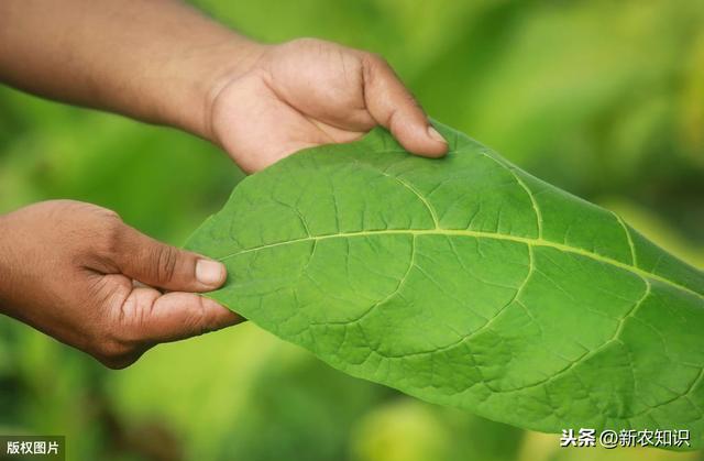 烤烟种植如何提高产量呢？这里有答案了，农户一起学学吧