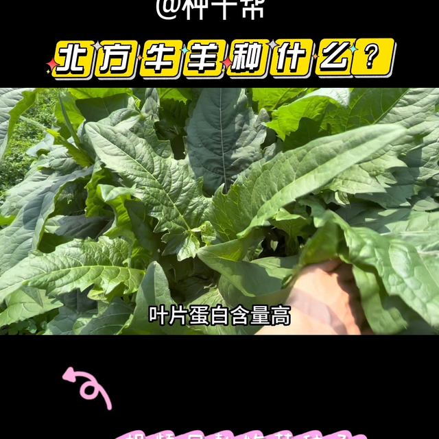 北方养殖牛羊的多年生，又高产的牧草牧草#高产牧草#牛羊...