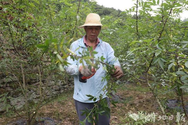 竹山：百亩花椒获丰收 村民“麻”上要致富