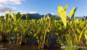 如何种植荔浦芋头(芋头种植技术)